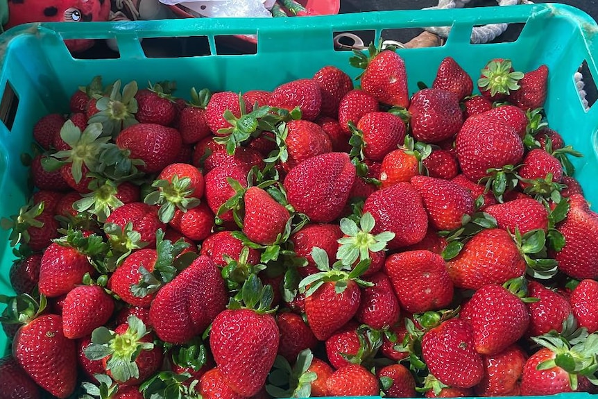 A large green plastic tray packed with dozens of ripe red strawberries.