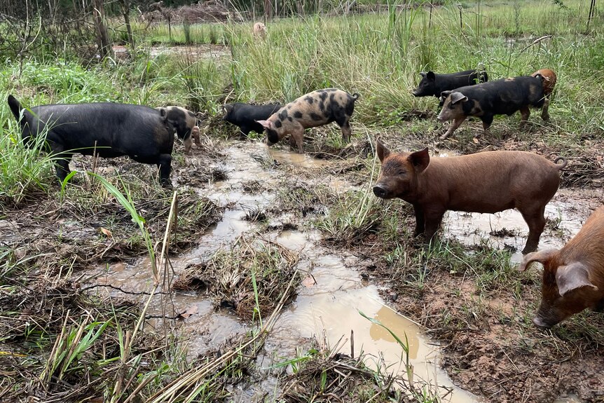 Different coloured pigs standing in water and mud on a farm.