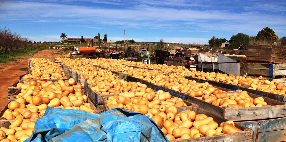 Riverland pumpkins go to cattle feed - ABC News