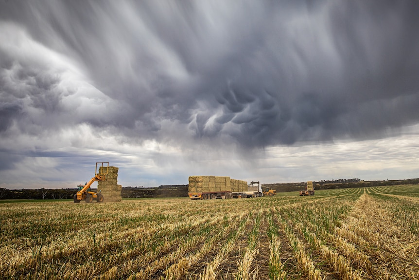 Storm clouds over a harvest hay crop