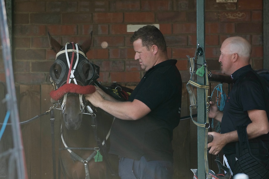 A man adjusts a horse bridle.