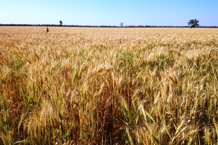 Wheat in a paddock against a blue sky, with trees in the distance.