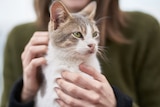 A woman in a green jumper holds a cat from behind.