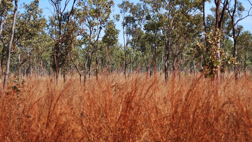 A carbon farming project operating in western NSW.