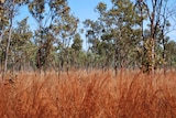 A carbon farming project operating in western NSW.