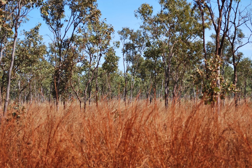 Western scrub as a carbon sink?