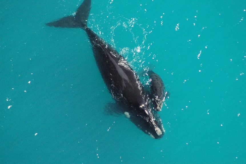 Southern right whales