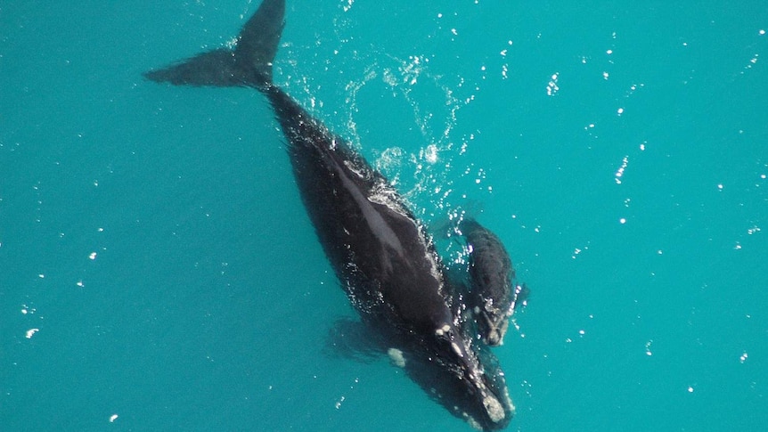 Southern right whales