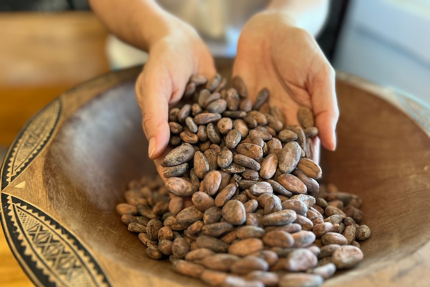 Hands scoop up cocoa beans