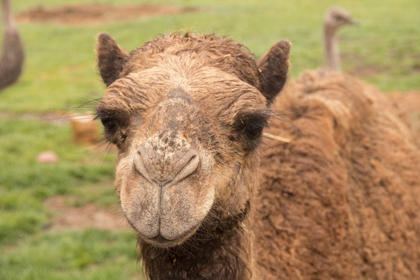 Up close of a young female camel with raindrops on its eyelashes