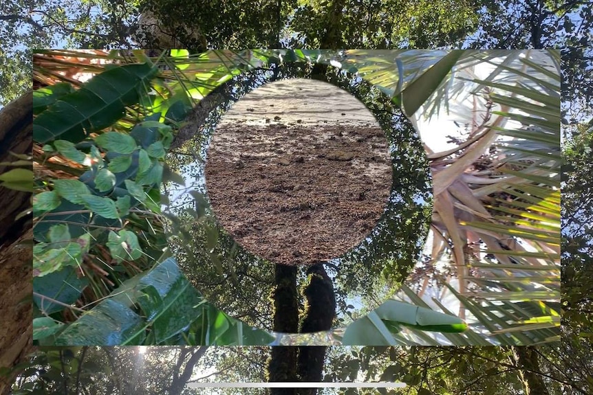 A still from a video art piece with a bushland and circles of leaves and dirt