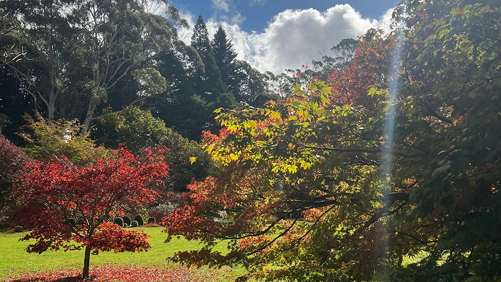 Nooroo garden with autumn leaves on the trees.