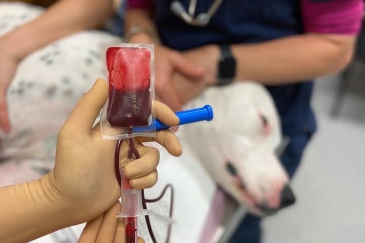 A bag of blood beind held near a dog.