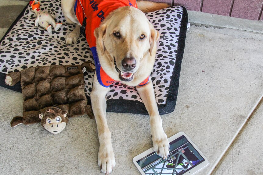 Barry the retired guide dog has been trying to use smart tablets.