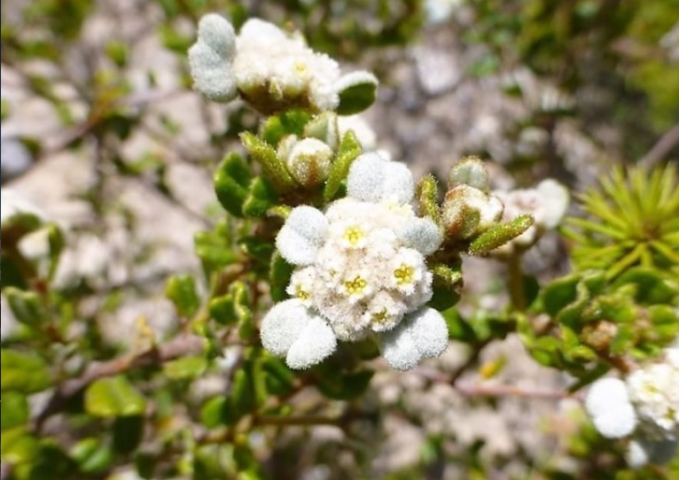 This plant is the only known wild specimen in the world, found on just 300m of roadside