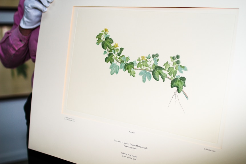 A print form Banks' Florilegium collection of copperplate engravings.