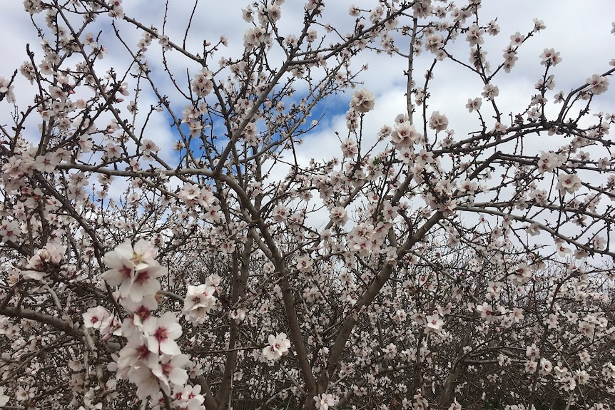 Close up of almond flowers at a Riverland orchard