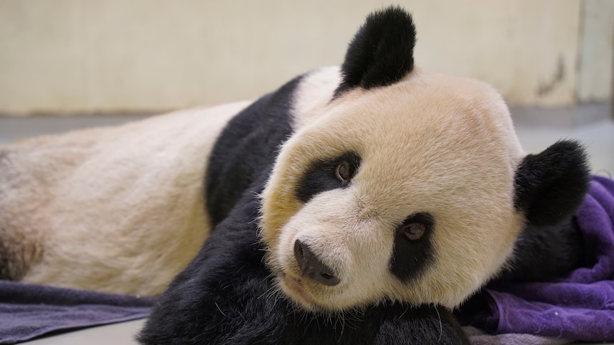 A sluggish panda bear lies on the floor in a white room