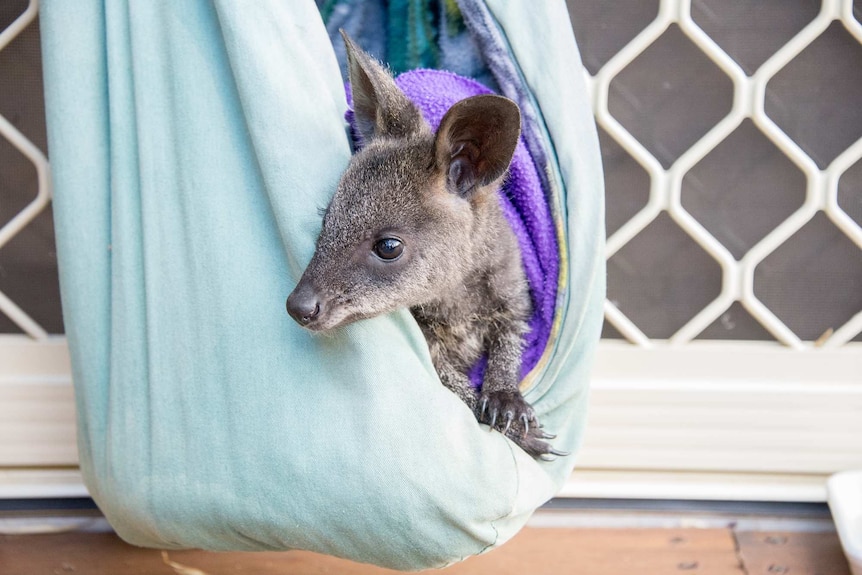 Baby wallaby in a cloth pouch