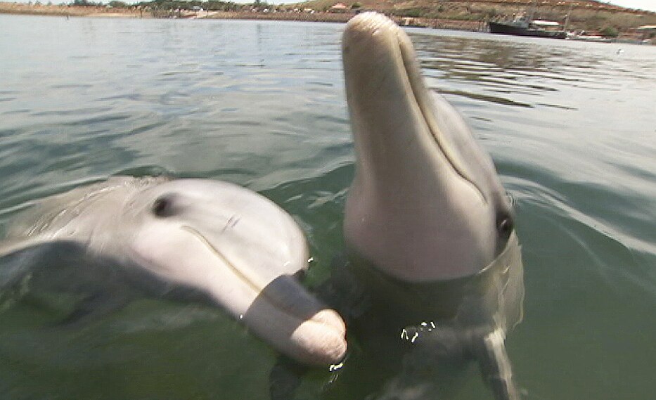 Dolphin tourism and research centre proposed for Whyalla criticised by ...