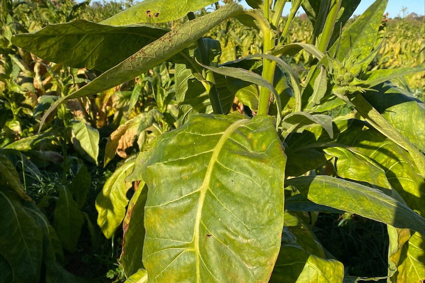 does tobacco calm your nerves Side Effects of Nicotine on Your Health