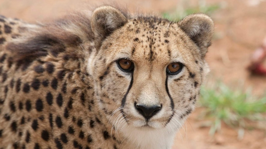 Monarto cheetah Askari