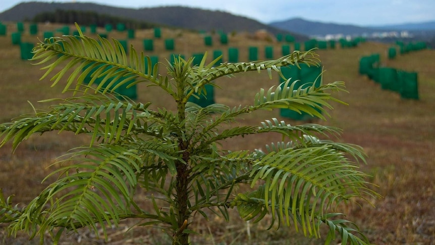 A small Wollemi pine tree in a field plantation with hills in the background.
