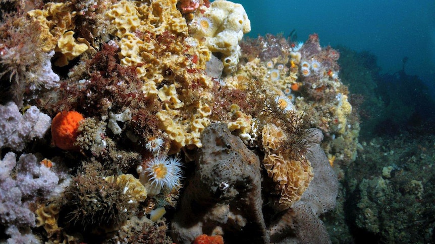 Soft corals found in northern Tasmania's Tamar River.