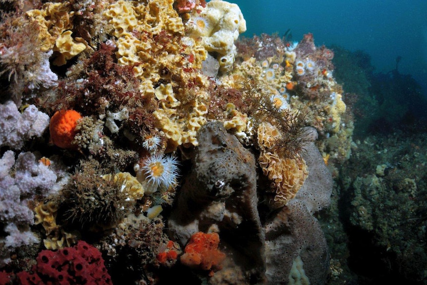 Soft corals found in northern Tasmania's Tamar River.