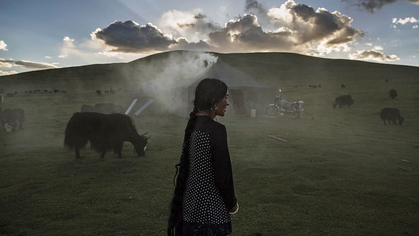 Tibetan nomad woman overlooking her heard of yaks on a green pasture at sunrise.