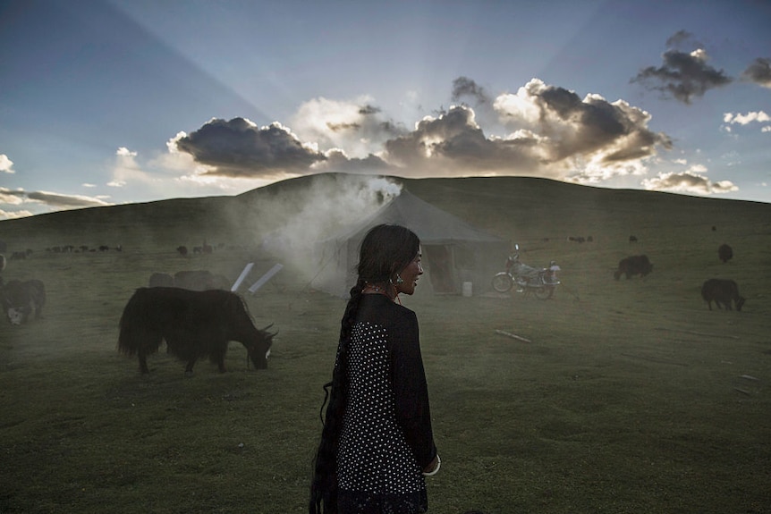 Tibetan nomad woman overlooking her heard of yaks on a green pasture at sunrise.