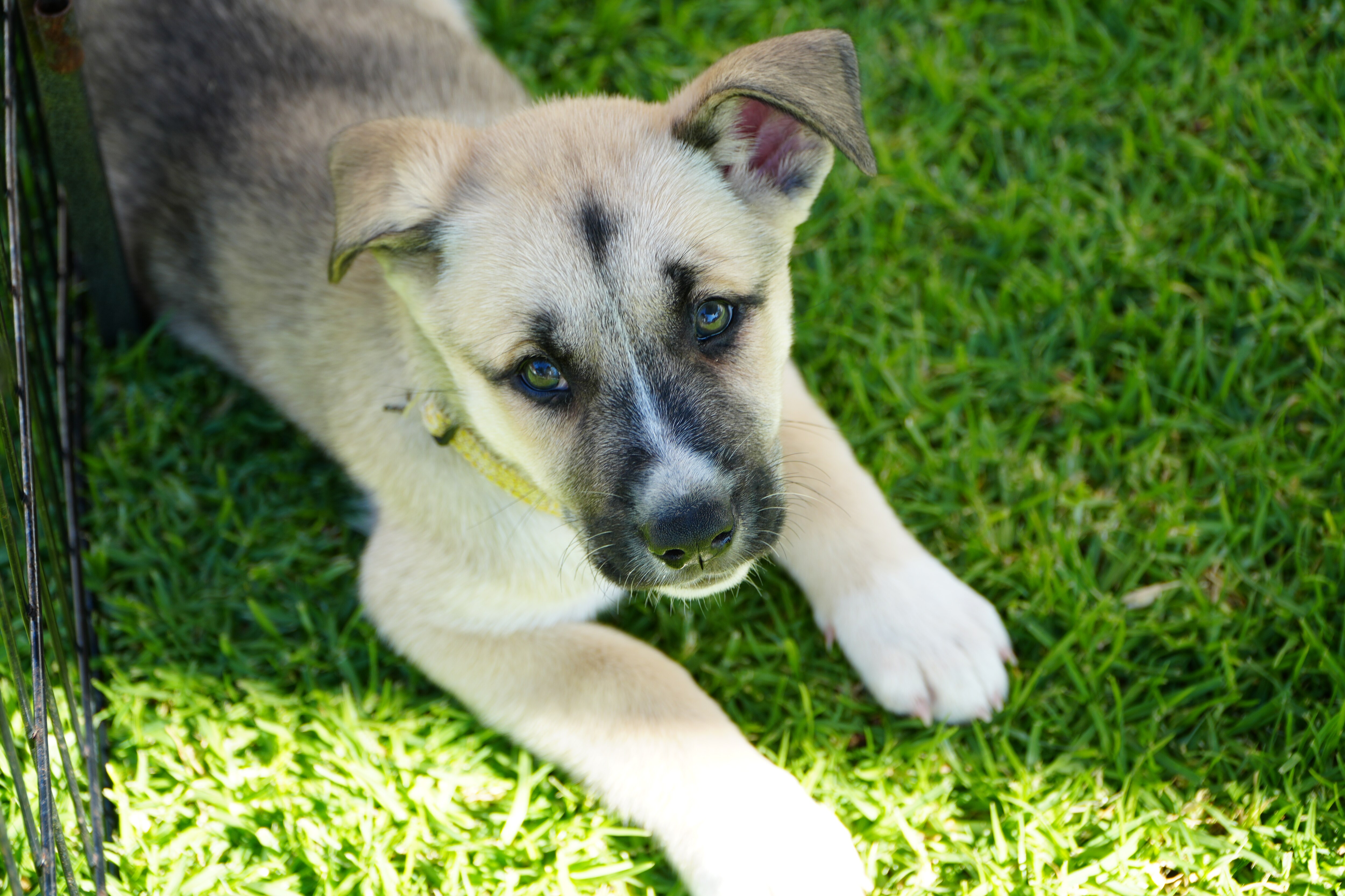 A puppy lying in a play pen