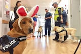 AFP dogs at the Canberra Hospital for Easter.