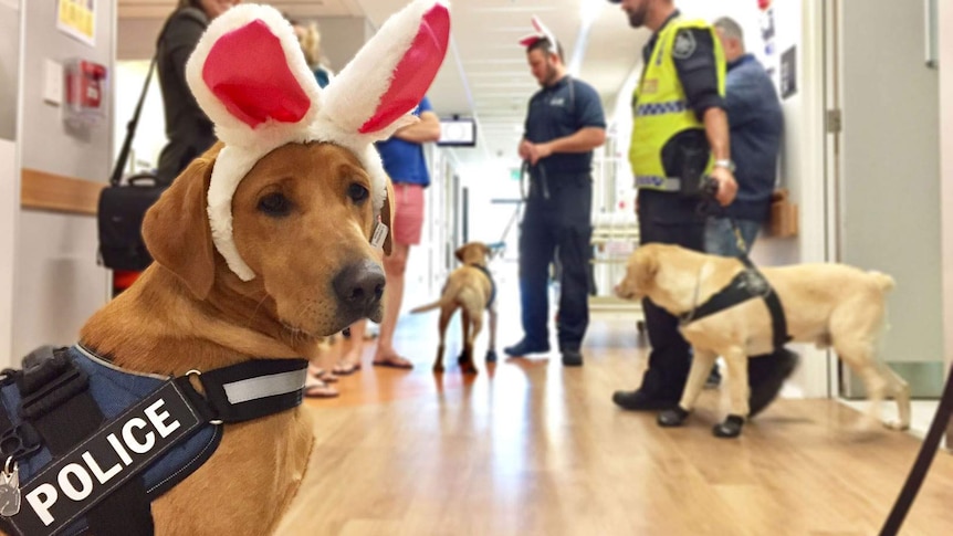 AFP dogs at the Canberra Hospital for Easter.