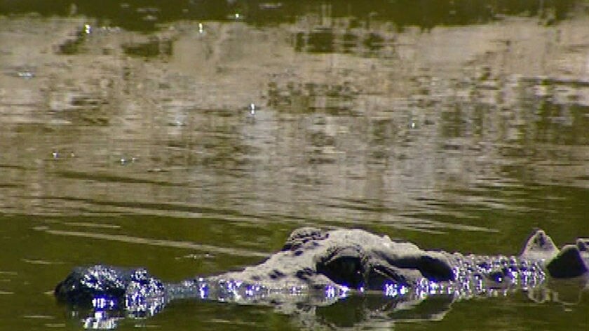 Salt water crocodile peeking out of water