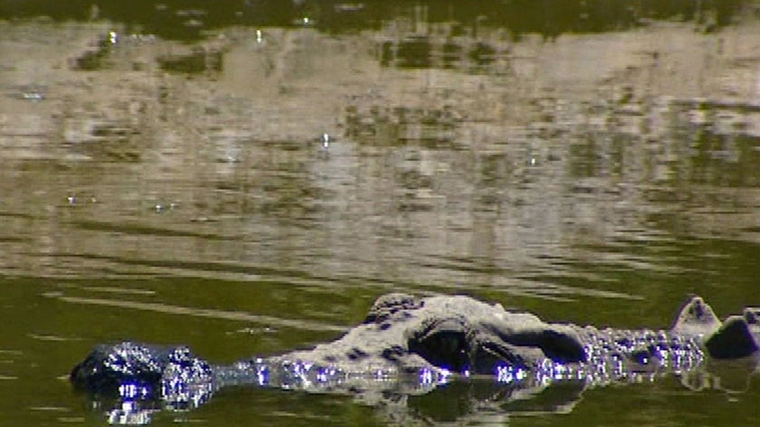 Generic TV still of close-up of head of salt water crocodile peeking out of water