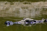 Salt water crocodile peeking out of water