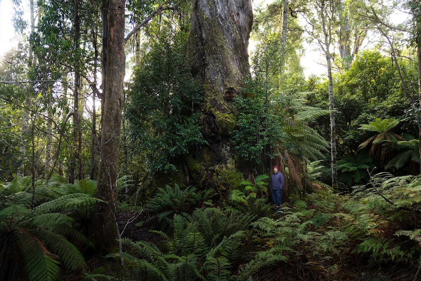 Person standing in dense green forest by the base of a giant eucalypt tree in Tasmania.