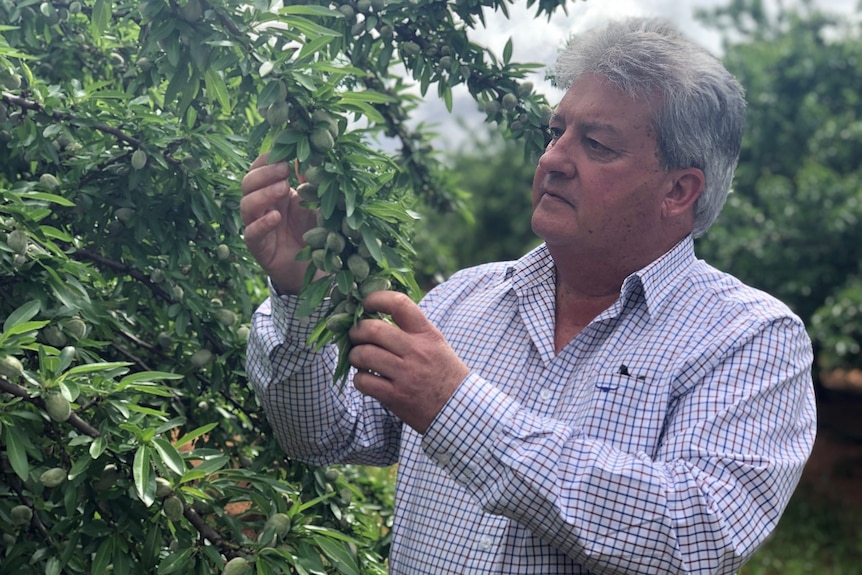 A man inspecting an almond crop.