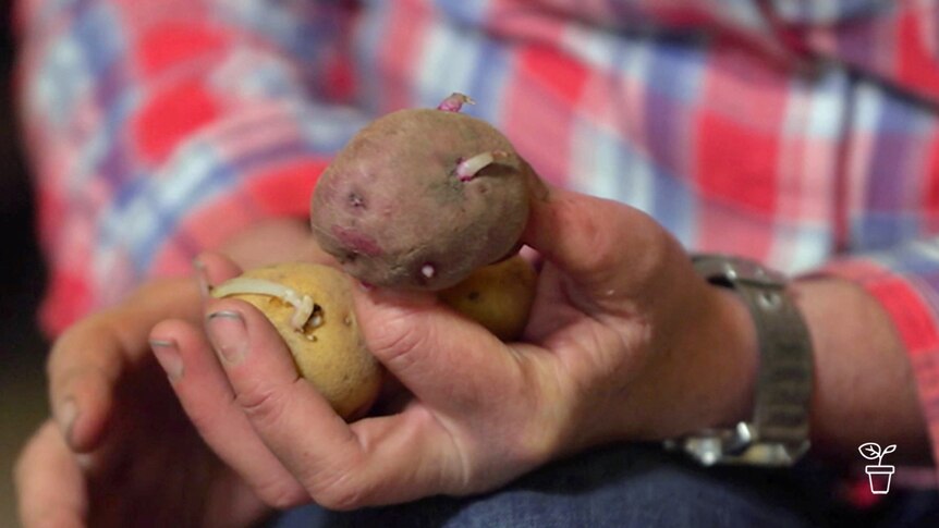 Hand holding sprouting potatoes