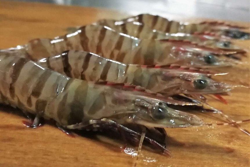 Five prawns lined up in a row