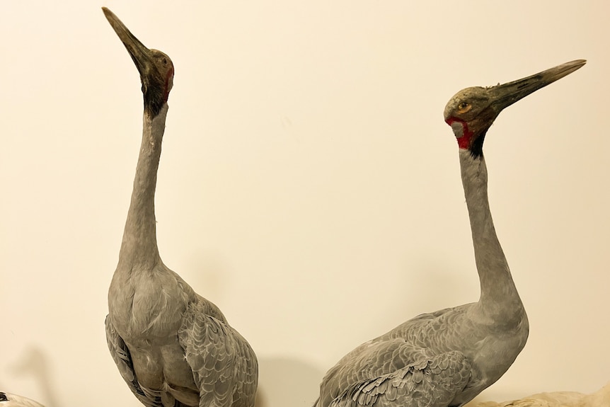 two large grey brolga birds taxidermied in a museum display