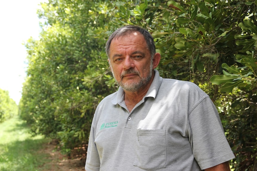 A close up of Kim Wilson in the middle of his macadamia orchard.