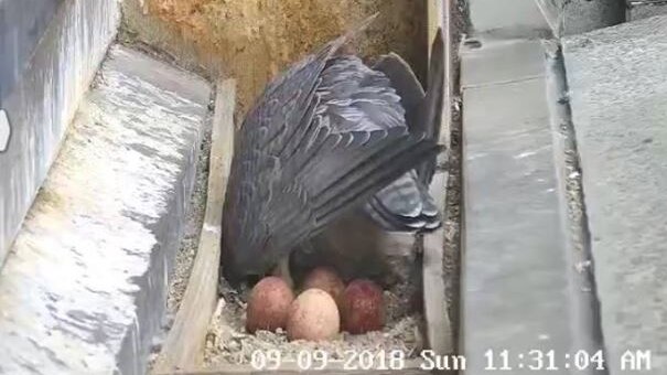 A webcam captures a peregrine falcons in a timber next box standing above its four eggs.