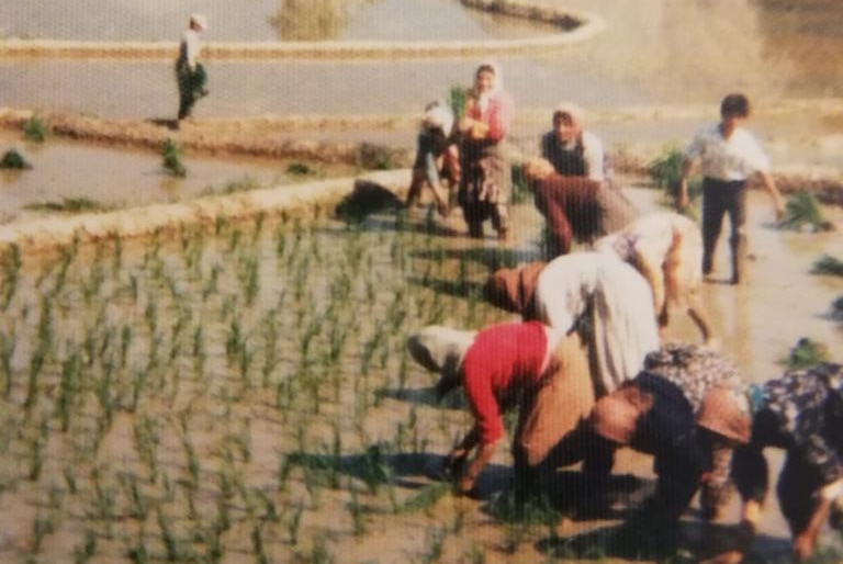 People work in a field as mountains are seen in the background.