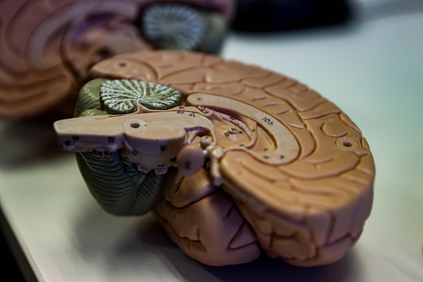 A model of the human brain.