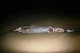 Carcass of a Gray's Beach Whale