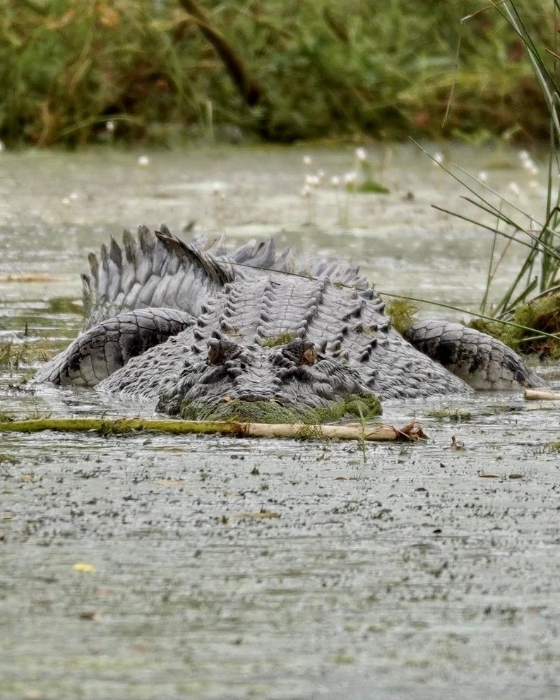 An East Kimberley crocodile emerges from the banks of a river. 