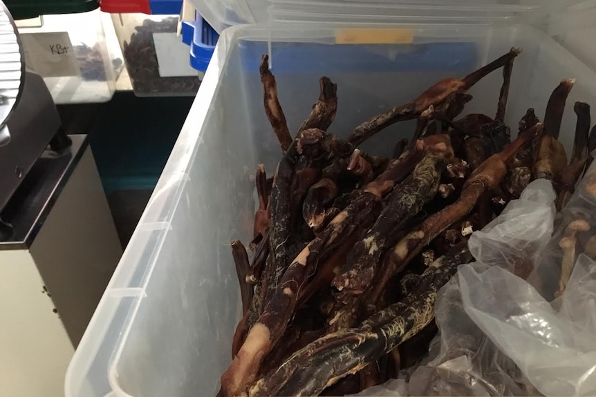 A box of dried deer penises.