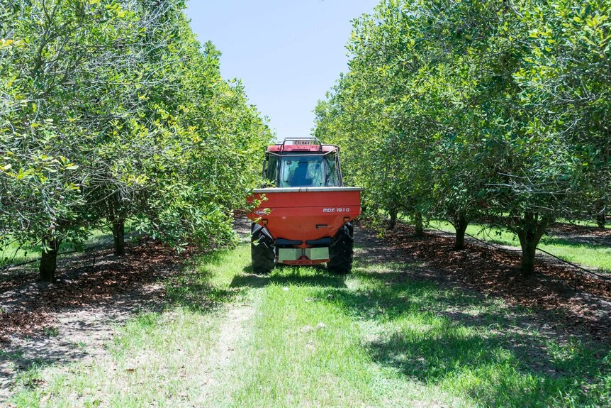 A tractor drives between two rows of macadamia nut trees in Bundaberg.